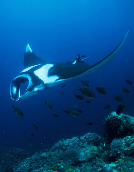 Manta nad rafą, nurkowanie na Wyspach Similan z Khao Lak