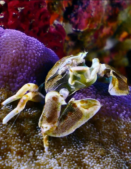Krab porcelanowy na ukwiale, Hin Daeng i Hin Muang, Wyspy Południowe Phuket