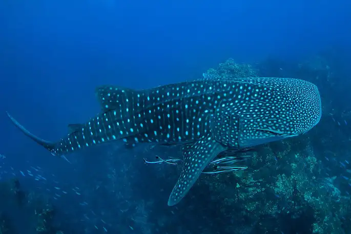 Rejs Discover Andaman