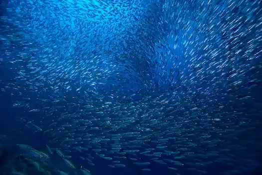 Rejs Discover Andaman