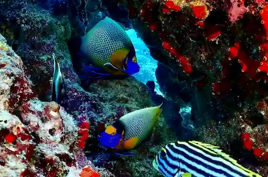 Rejs Discover Andaman