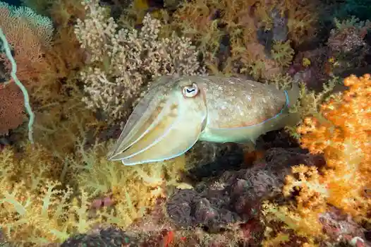 Rejs Mergui, Myanmar