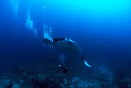 Rejs Andaman Safari