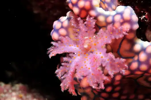 Rejs Andaman Safari