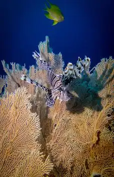 Rejs Andaman Safari