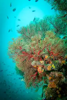 Rejs Andaman Safari