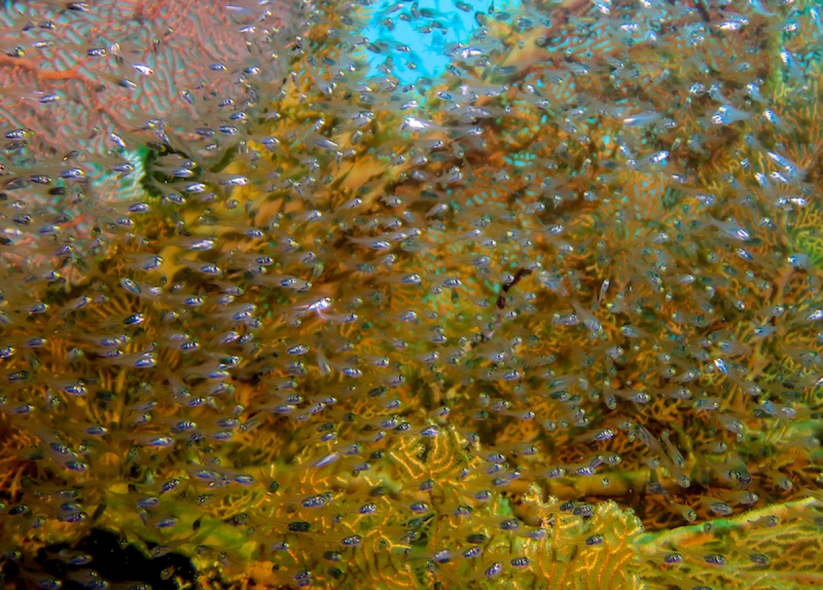 Rejs Wyspy Similan i Richelieu Rock