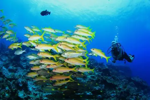 Rejs Wyspy Similan i Richelieu Rock