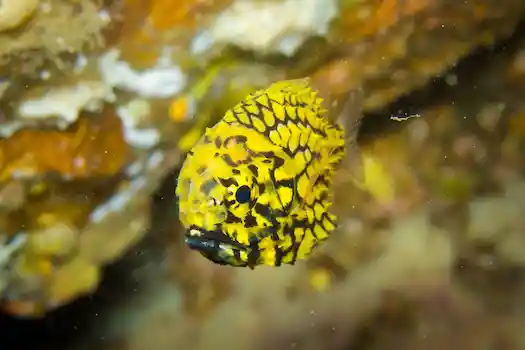 Rejs Wyspy Similan i Richelieu Rock