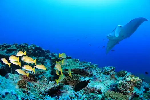 Rejs Wyspy Similan i Richelieu Rock