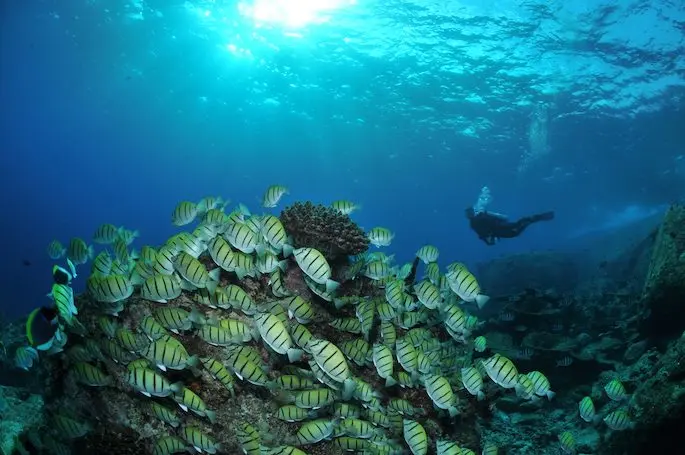Rejs Wyspy Similan i Richelieu Rock