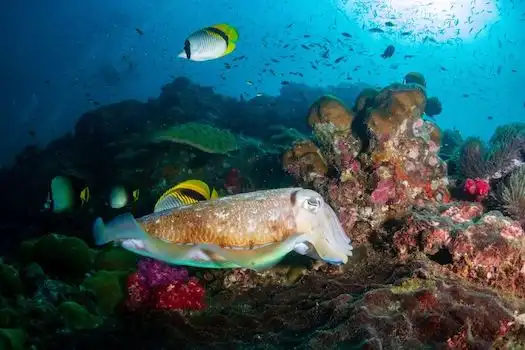 Rejs Wyspy Similan i Richelieu Rock