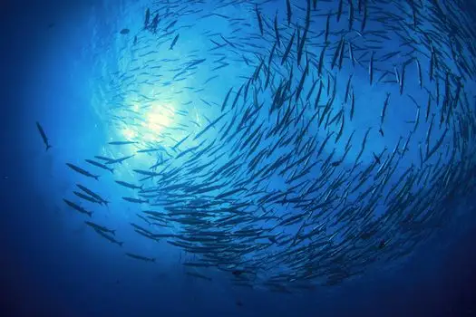 Rejs Wyspy Similan i Richelieu Rock