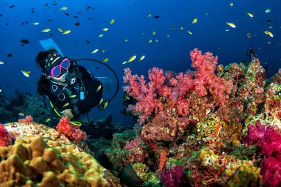 Nurkowanie na Similan: ławica ryb nad rafą