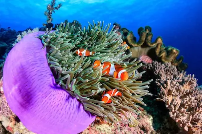 Nurkowanie na Wyspach Similan: koralowce