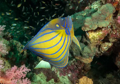 Rafa koralowa, nurkowanie na Similan i Surin