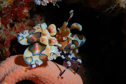 Życie morskie, nurkowanie na Similan w Tajlandii